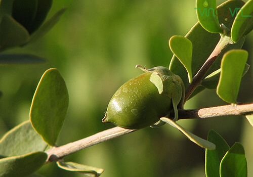 cay-jojoba